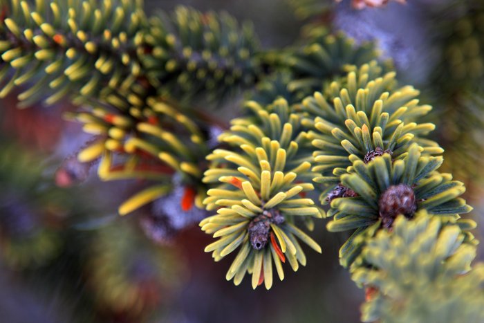 The needles on this alpine sitka spruce tree were discolored a beautiful gold color