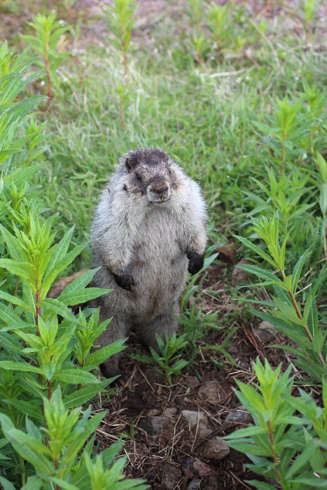 We paddled and hiked at the SW end of Kachemak Bay State Park.