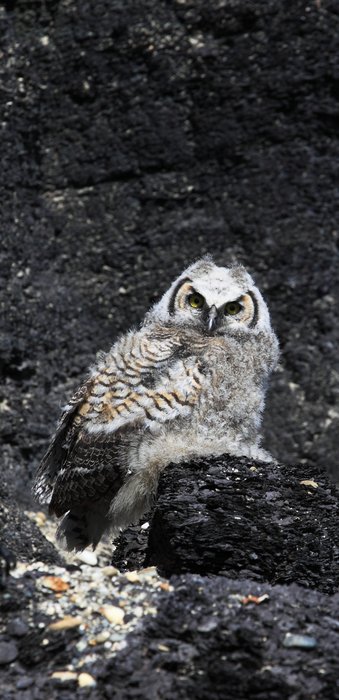 Near Jumbo Dome we encountered a fledging Great Horned Owl perched on a coal seam.  It posed for a good ten minutes while we took photos.