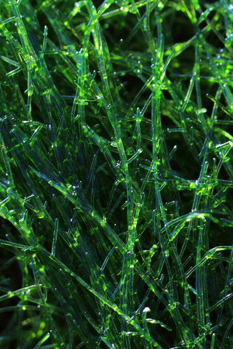 Growing abundantly in the intertidal at Naskowak Point
