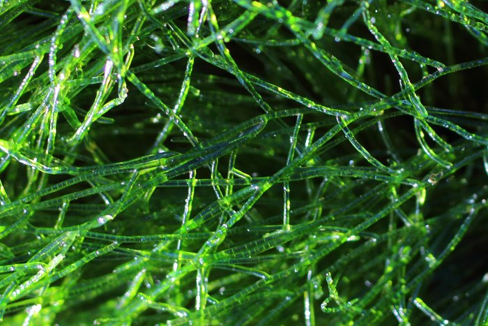 You can see the cells in these strands covering rocks