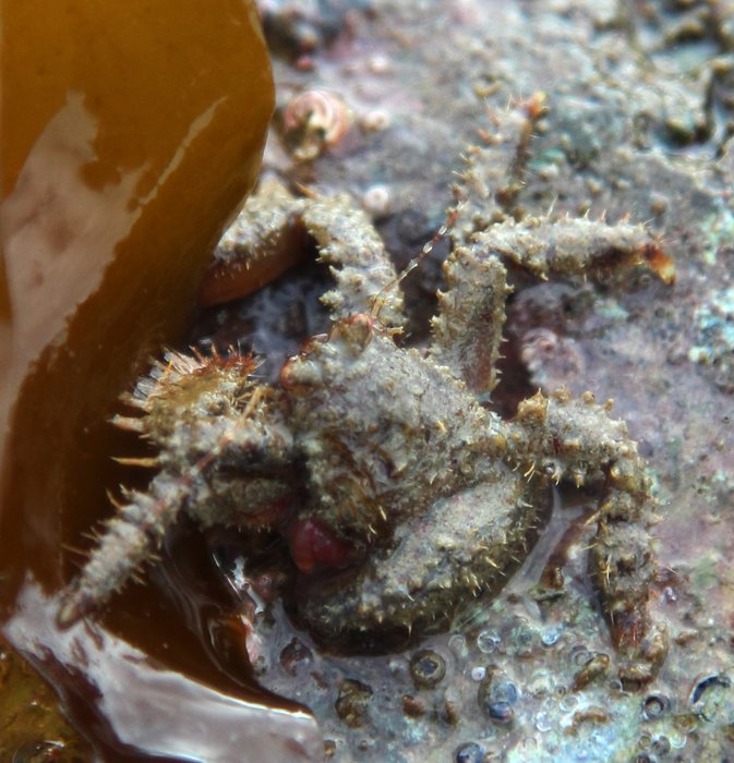 April 9, 2012.  Outside Beach (west end), Kachemak Bay.