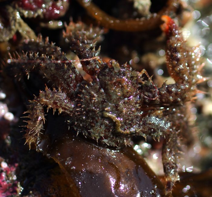 Inside Beach, Seldovia Bay, Kachemak Bay