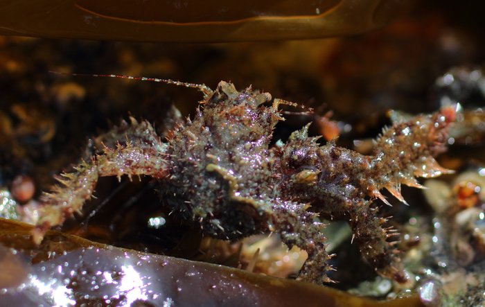 These tiny crabs abound under every rock