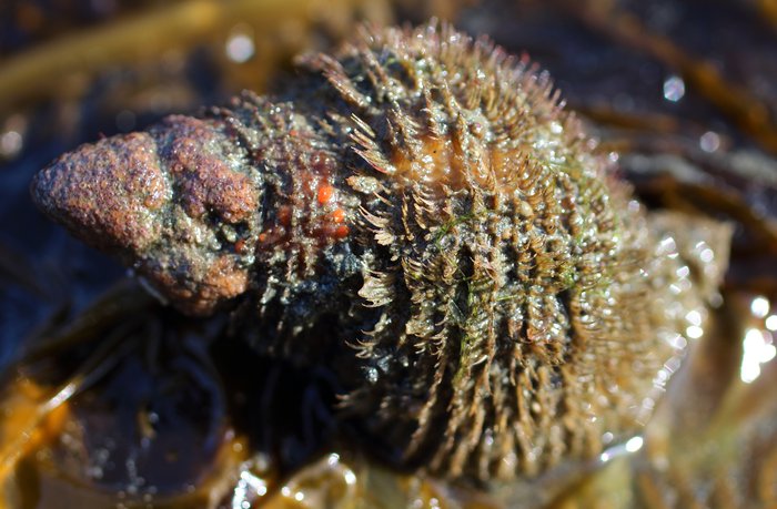 A predatory snail, hanging out on kelp at Inside Beach