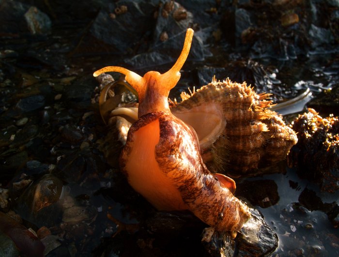 Hairy tritons (Fusitriton oregonensis) are large predatory snails, feeding mostly on tunicates, but sometimes green sea urchins.