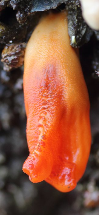 Sea Peach Tunicate