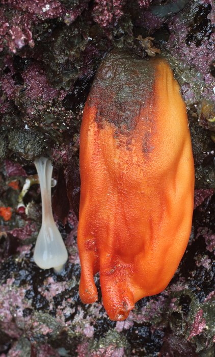 Sea Peach Tunicate