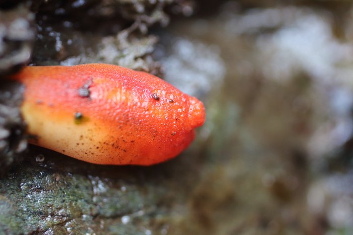 Sea Peach tunicate