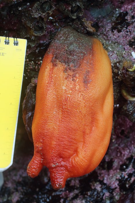 Sea Peach tunicate