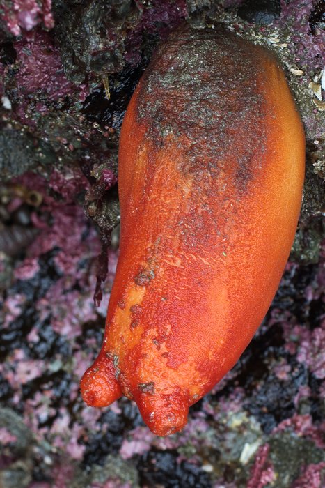 Sea Peach tunicate