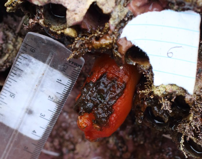 Sea Peach tunicate