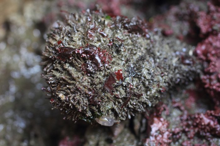 Sea Hedgehog Tunicate