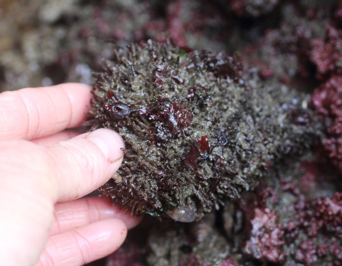 Sea Hedgehog Tunicate