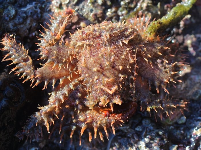 These hairy crabs have a wide soft abdomen at the back