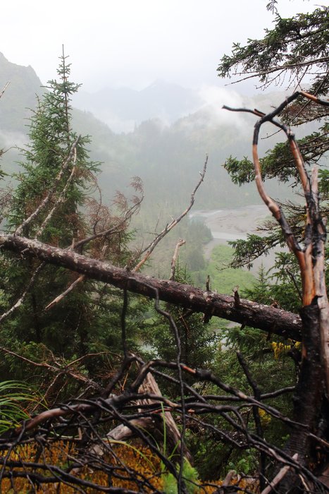 Blowdowns, rain, brush, and steep slopes made this a hard area to make a trail in.