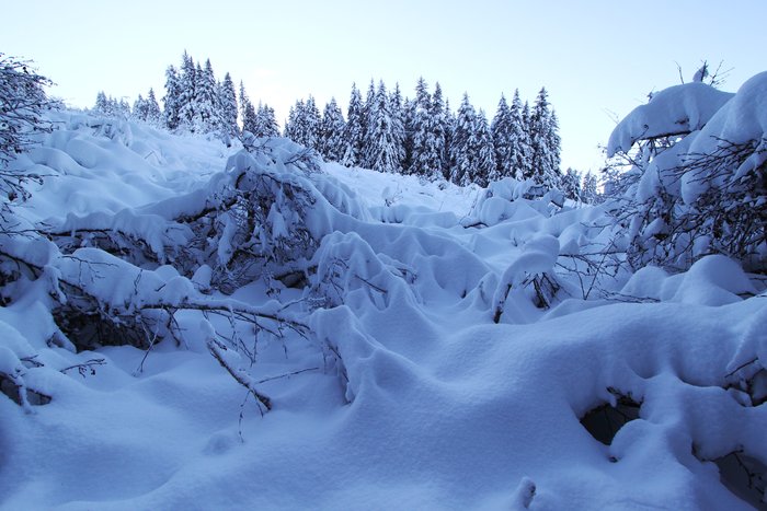 The vast forests of alder behind our home are lying down beneath the weight of the snow.