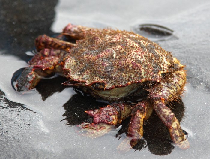 April 9, 2012.  Outside Beach (west end), Kachemak Bay.