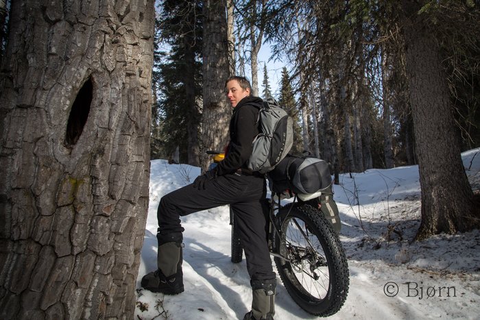 Kim pauses to inspect a hollow in a cottonwood tree.