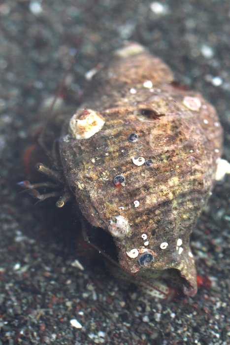 I watched this hermit crab flick out tiny bright blue feelers as it crawled across the sand