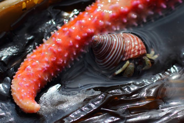 The sea star may be a predator, but this crab saw it as a climbing surface