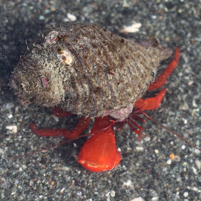 crawling in a tidepool
