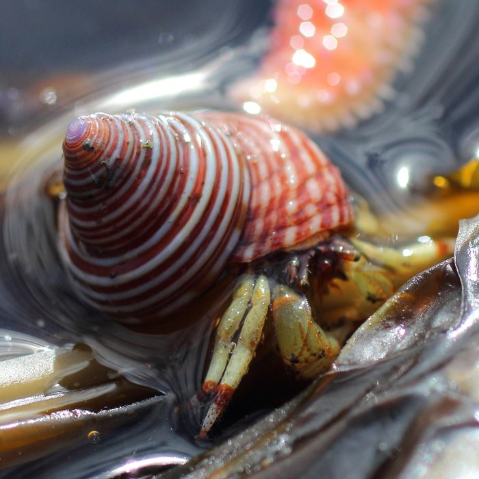 This one chose a pretty whorled snail shell