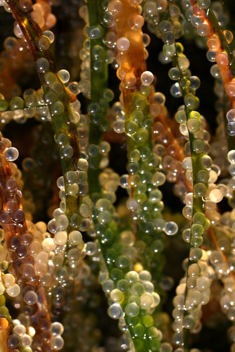 Photo showing herring eggs laid on the beaches of Sitka in mid-April, 2011.