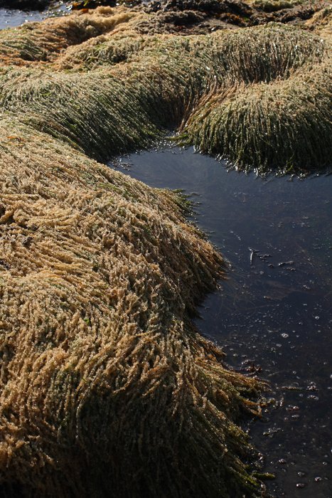 Photo showing herring eggs laid on the beaches of Sitka in mid-April, 2011.