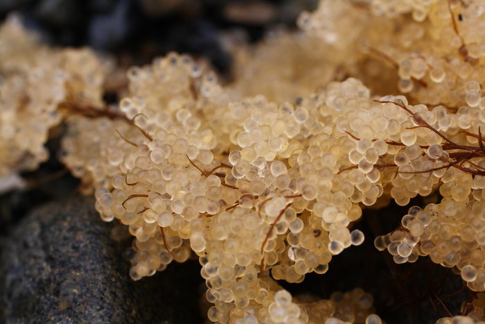 The feathery strands of this seaweed were nearly obscured by the thick coating of herring eggs.