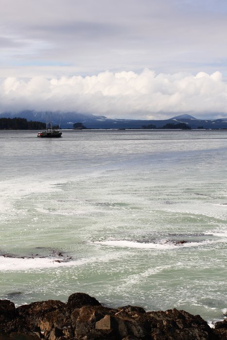 Spawning herring along the beach turn the water milky and covered in foam.