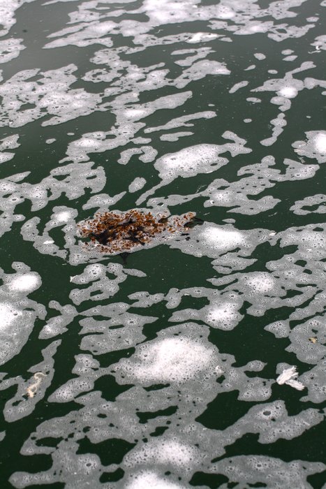 Wherever the herring were spawning foam covered the water.