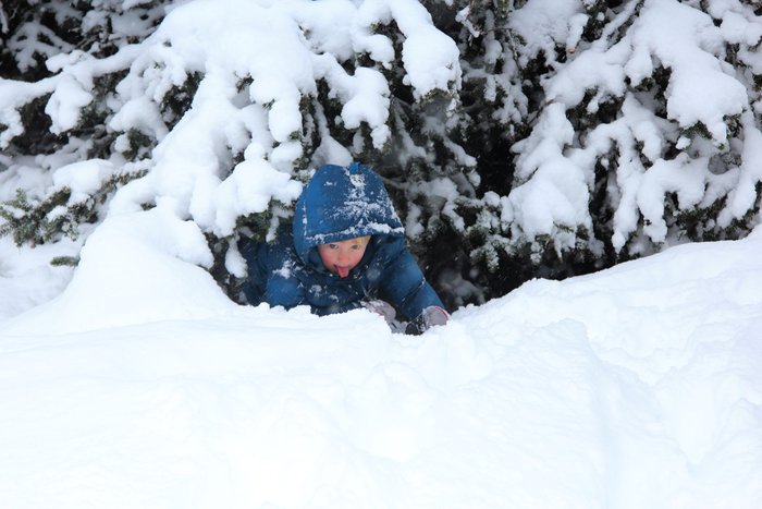 Katmai discovering hiding under snow-covered trees.