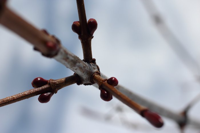 Usually, these plants have a two-fold symmetry, but this oddity of a bush branched in threes.