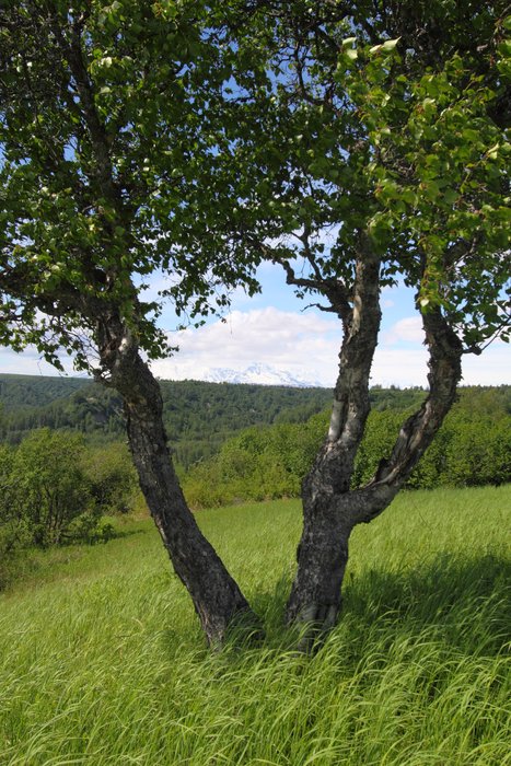 Parts of the <a href="http://www.groundtruthtrekking.org/Issues/AlaskaCoal/ChuitnaCoalMine.html">Chuitna prospect</a> reminded me of an African savannah, with scattered trees in fields of grass.