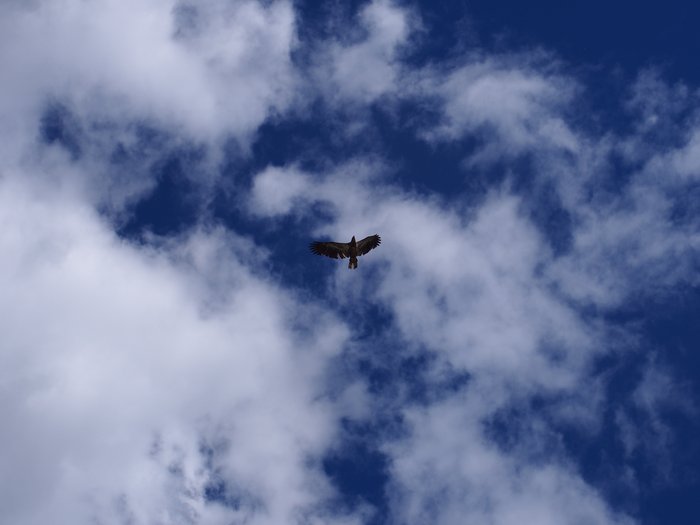 I often spotted bald eagles and other birds upstream of and within the damsite