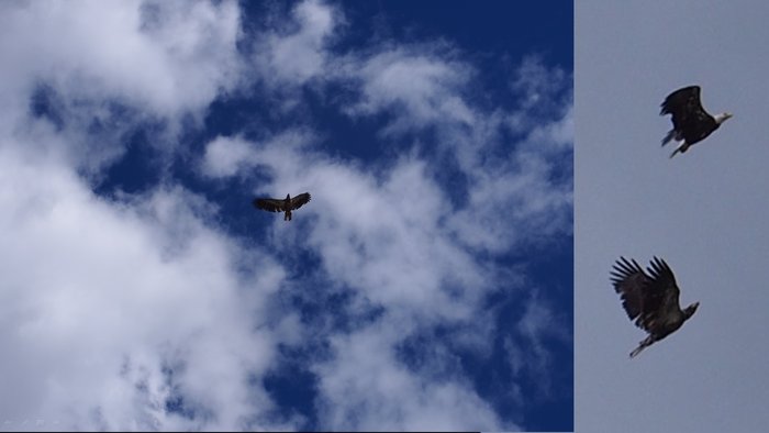 I often spotted bald eagles and other birds upstream of and within the proposed reservoir