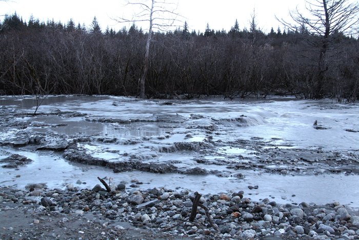Super cooled water from deep in Malaspina glacier boils up in this alder patch growing on the glacier's surface.