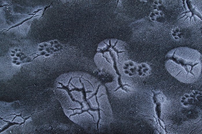 Icy river otter tracks on Johnson Creek Beach