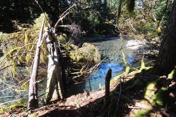This pair of fallen trees provides a handy way to cross a small stream.