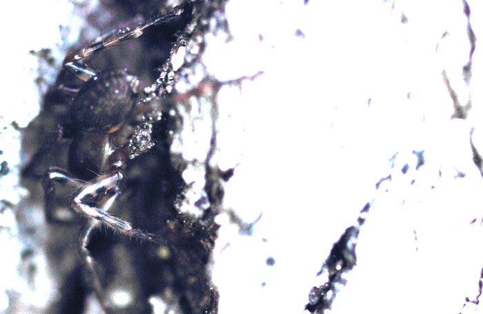 This spider hid in a dark crack in the bark of a tree.
