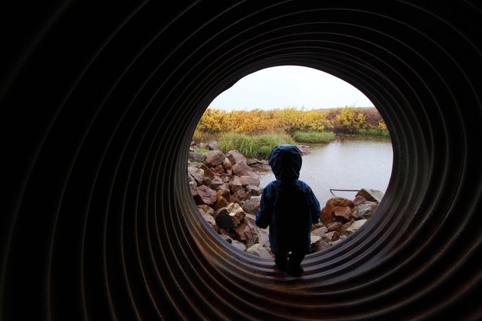 Katmai looks out of a flood culvert on a quarry road near Red Dog Mine.