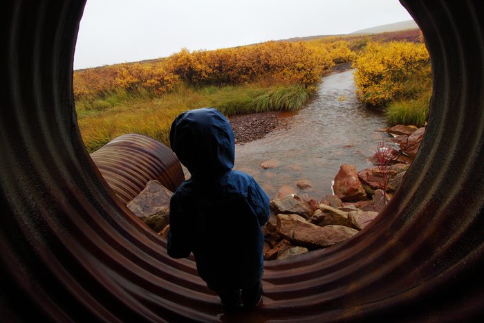 Katmai looks out of a flood culvert on a quarry road near Red Dog Mine.