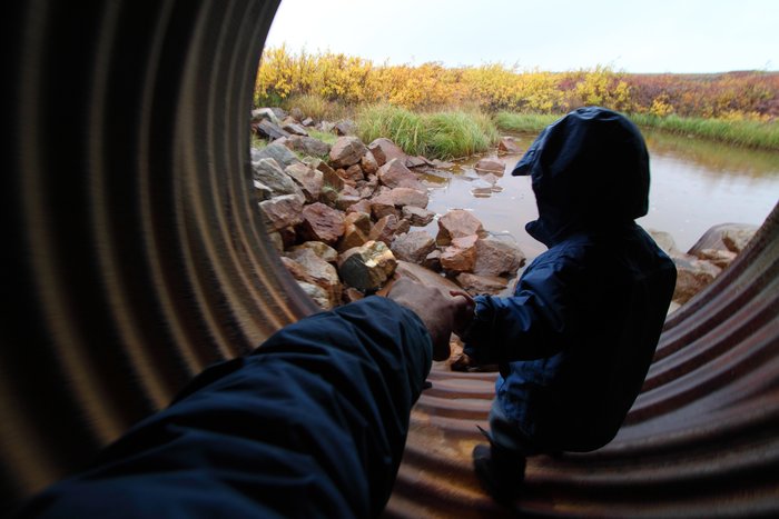 Katmai looks out of a flood culvert on a quarry road near Red Dog Mine.
