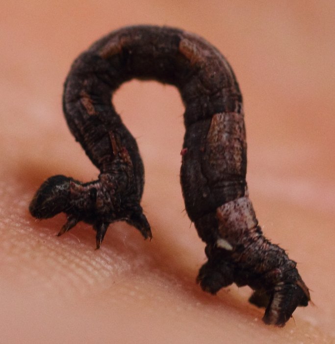 We found this among our blueberries.