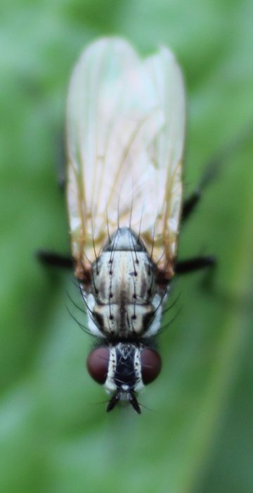 Photos from the area near our yurt showing insects.