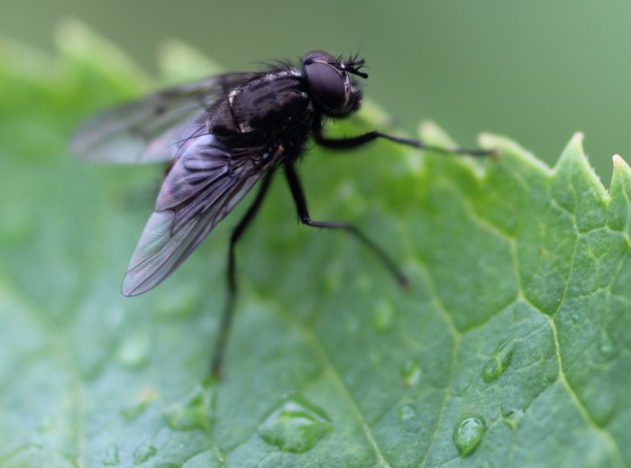 Photos from the area near our yurt showing insects.