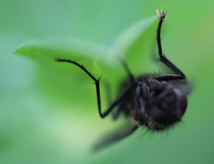 Photos from the area near our yurt showing insects.