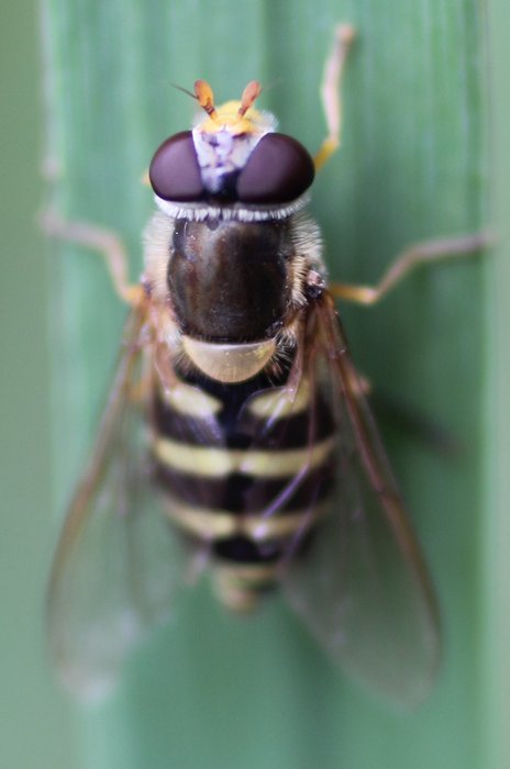 Photos from the area near our yurt showing insects.