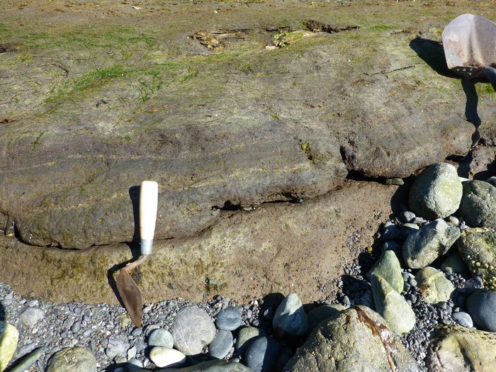 Peat erodes out of the Outside Beach near Seldovia.  Several thin tephra (volcanic ash) can be seen in the peat.